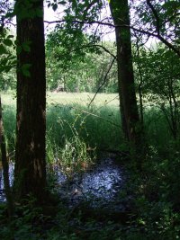 Deer Grove Preserve